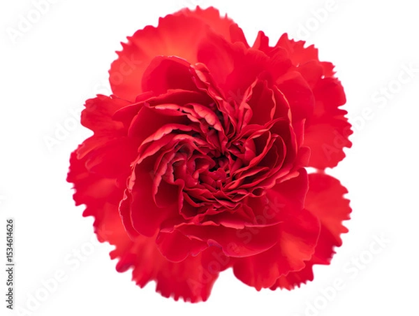 Obraz Vibrant Red Carnation A Stunning Floral Close-Up