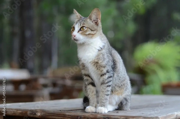 Obraz Cat t in nature