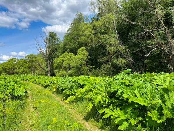 Obraz Summer landscape. Thickets of hogweed along the road.