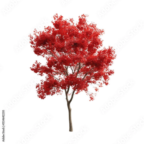 Fototapeta japanese maple tree On isolated white or transparent background autumn season 