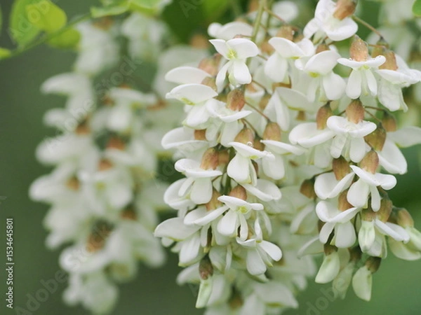 Obraz ハリエンジュ（ニセアカシア）