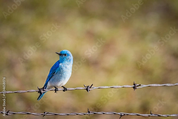 Obraz Mountain Bluebird