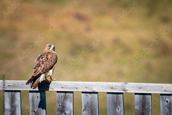 Obraz Swainson's Hawk