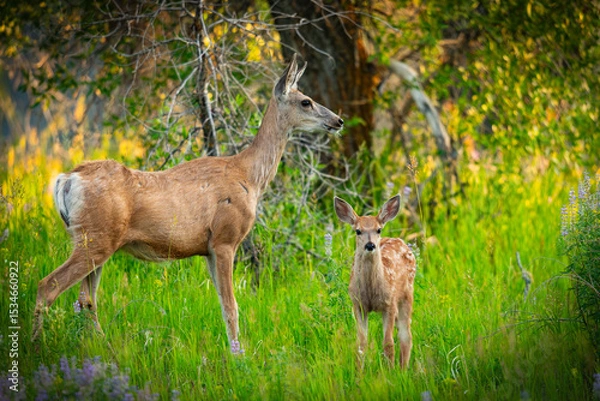 Obraz Mule Deer Fawn