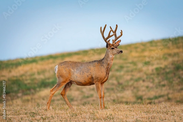 Obraz Mule Deer