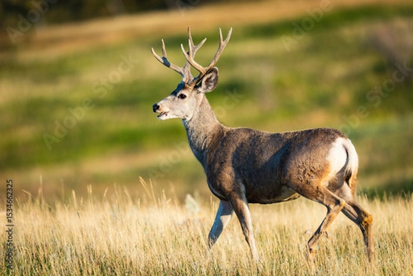 Obraz Mule Deer Buck