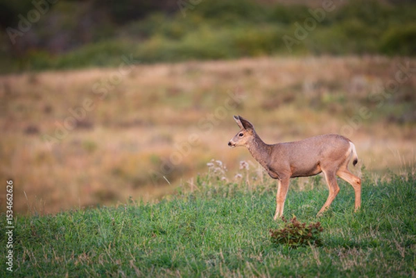 Obraz Wild Mule Deer