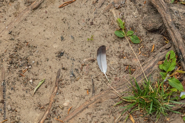 Fototapeta Single feather lying on sandy ground with green plants and tree roots around it.
