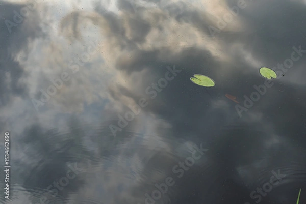 Fototapeta Two floating lily pads reflect on the still surface of a pond with visible sky and clouds.

