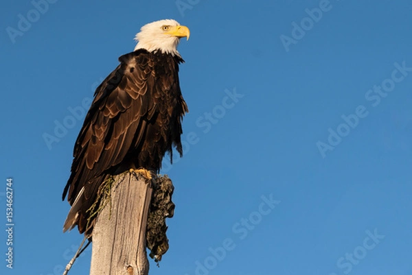 Obraz Bald Eagle - Haliaeetus leucocephalus