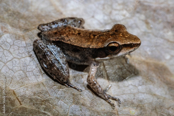 Obraz Australian Wood Frog