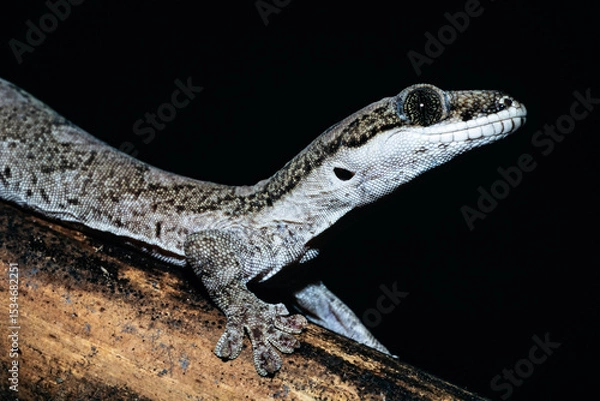 Obraz Giant Tree Gecko from Cape York Queensland Australia