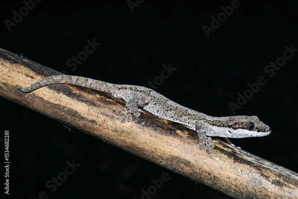 Obraz Giant Tree Gecko from Cape York Queensland Australia