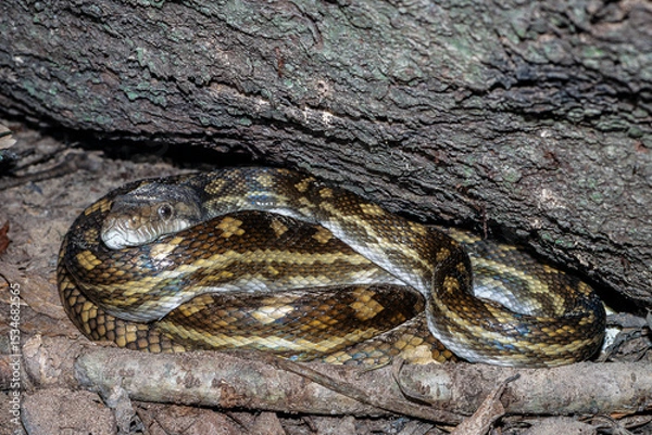 Obraz Wild Australian Scrub Python curled beneath a log in the rainforest