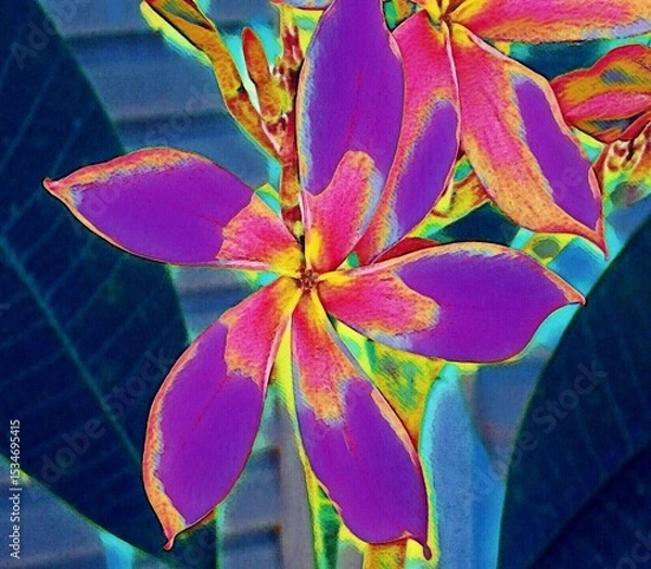 Obraz Frangipani flower