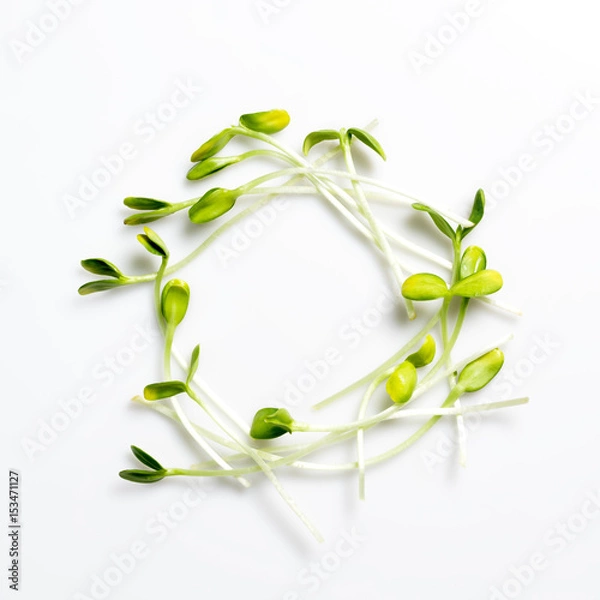 Fototapeta Micro greens arranged in circle on white background. Sunflower sprouts, microgreens. Flat lay. Nature and healthy food eco concept.