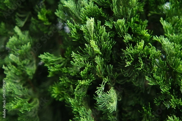 Fototapeta Cypress Foliage Close-Up: Evergreen Texture and Detail