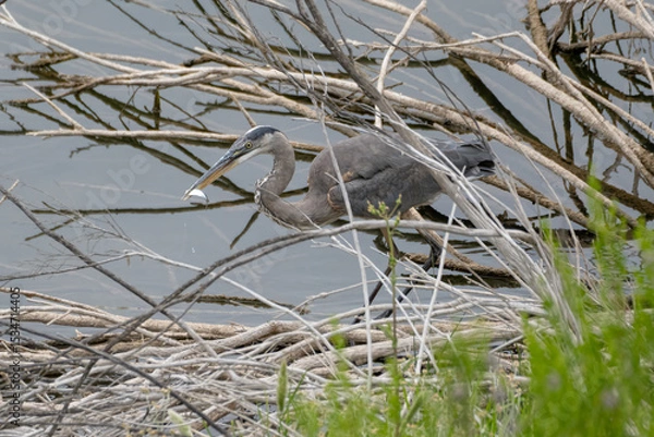 Obraz Great Blue Heron in the shallow shores of Lake Casitas catches a fish with precise fishing technique