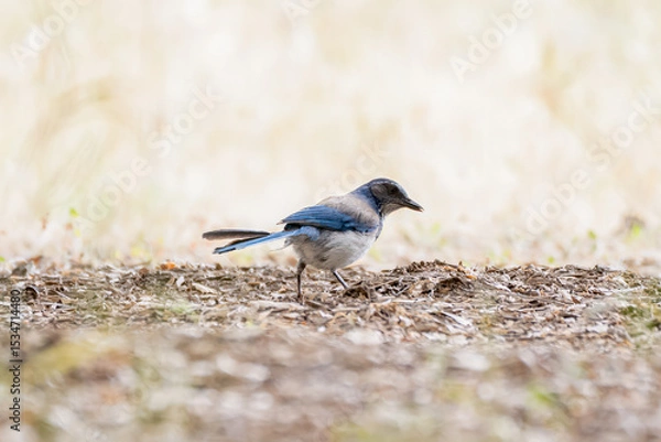 Obraz Birds in the wild always alert for danger.
