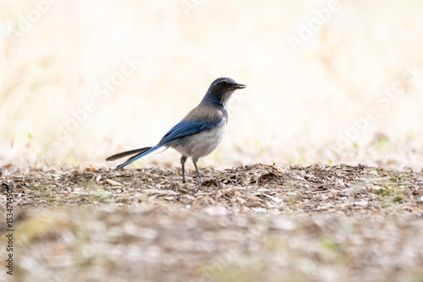 Obraz Scrub Jay bird standing upright forages along the hiking trail with one eye looking out for predators and the other searching for food