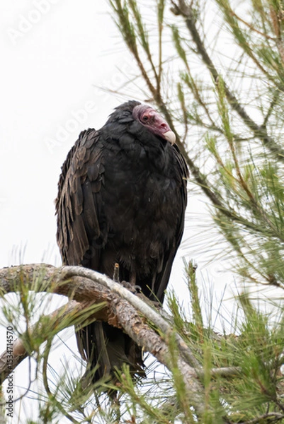Obraz Turkey Vulture perched on a pine tree branch resting after a morning of foraging