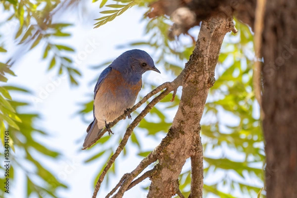 Obraz Western Bluebird perched on California tree branch during springtime sunny day