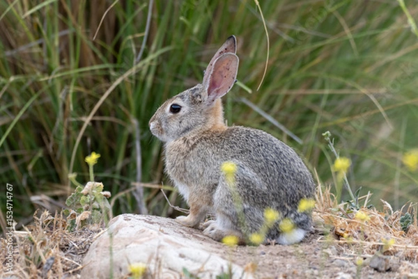 Obraz Cotton Tail Rabbit keep alert eye out for danger while moving through the hiking trail