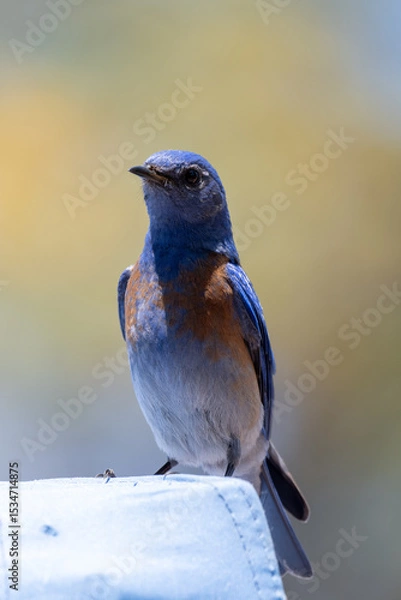 Obraz Western Bluebird perched on blue camping tent while looking to the left in the California outdoors
