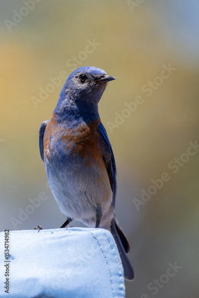 Obraz Western Bluebird perched on blue camping tent while looking to the right in the California outdoors