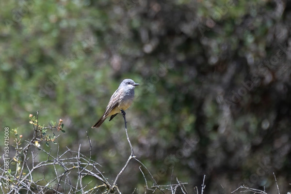 Obraz Western Kingbird perched on top of tree looks to right while keeping an alert eye out for danger