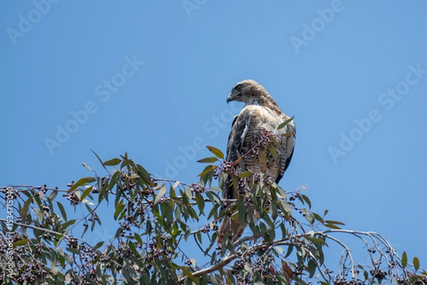 Obraz Red Tail Hawk perched in top of California tree looking over entire campground during spring