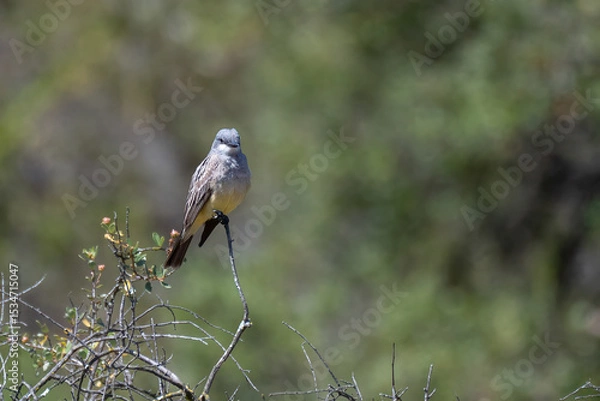 Obraz Western Kingbird perched on top of tree looks straight ahead while keeping an alert eye out for danger