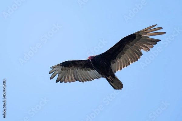 Obraz Turkey Vulture with wing spread wide in flight soars above against a clear blue sky