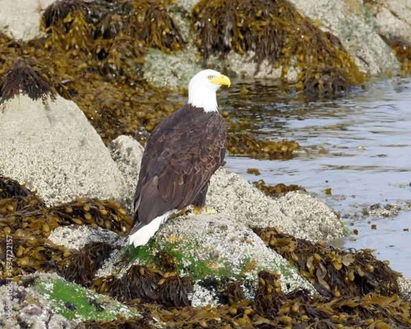 Obraz Bald eagle perched on a rock by the water's edge.