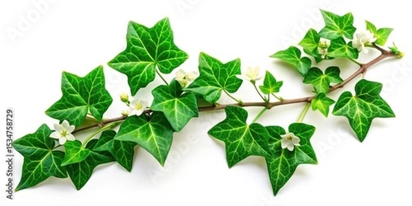 Obraz Green Ivy Flowers, Isolated Ivy Leaves, High-Definition Ivy Plant, Detailed Ivy Bloom, Closeup Ivy Photography, Botanical Ivy Image, Nature Ivy Picture, Spring Ivy, Summer Ivy, Vibrant Green Ivy