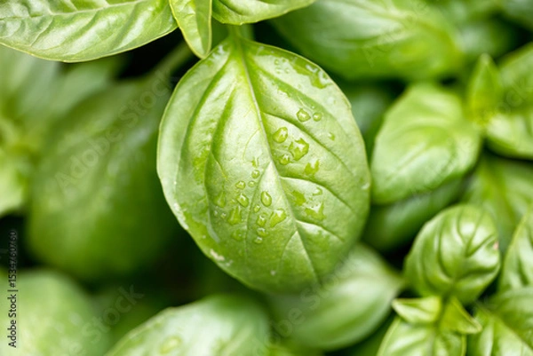 Fototapeta Close up of a single leaf of fresh Italian large leaf basil plants in late spring garden