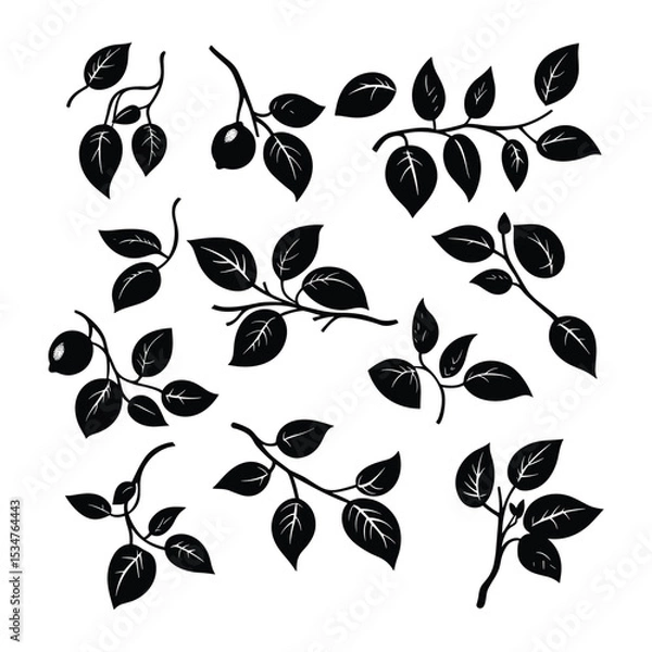 Obraz Set of Citrus Fruit Branches and Leaves Silhouettes Vector