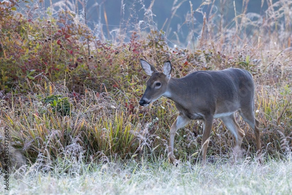 Obraz Wild deer grazing in a field at sunrise in Great Smoky Mountains National Park