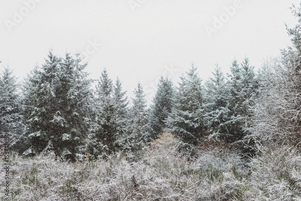 Fototapeta Snowing over evergreens in the forest.