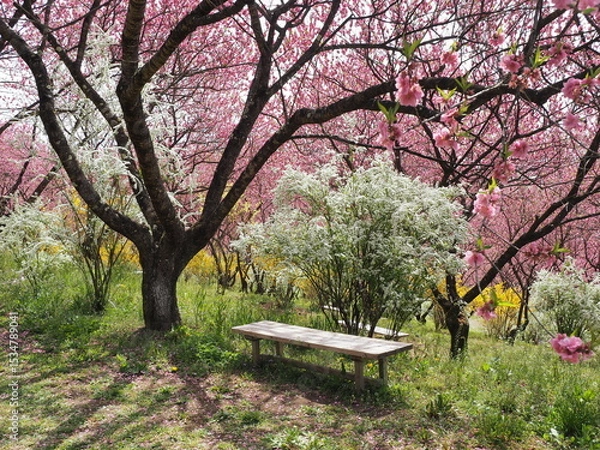 Fototapeta 満開の花桃とレンギョウとユキヤナギの風景