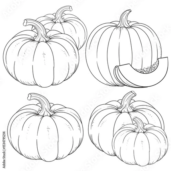 Fototapeta Vector line art collection of hand-drawn pumpkins. Ideal for autumn themes, Halloween, Thanksgiving, or natural food packaging. Includes sliced and whole pumpkins in detailed contour style.