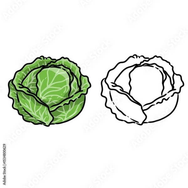 Fototapeta Cabbage vegetable drawing. Cabbage vegetable sketch. Cabbage vegetable coloring
