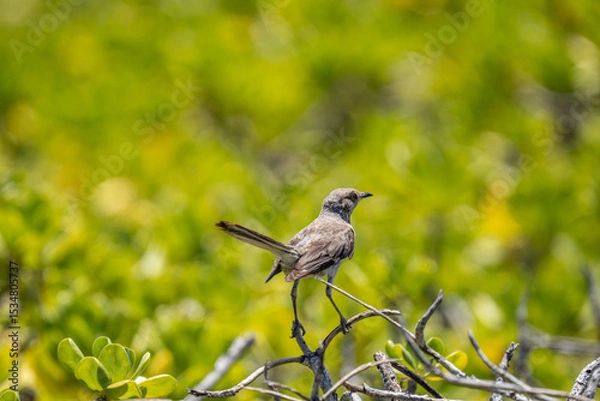 Fototapeta The northern mockingbird (Mimus polyglottos) is a mockingbird commonly found in North America, of the family Mimidae. Kaʻena Point , Oahu Hawaii