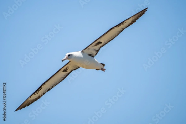 Obraz The Laysan albatross (Phoebastria immutabilis) is a large seabird that ranges across the North Pacific. Kaʻena Point, Oahu Hawaii