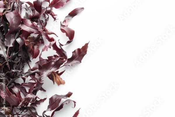 Fototapeta Vibrant Picture of Dulse Isolated on White Background