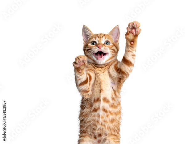 Fototapeta cat kitty cute smiling isolated on transparent png 