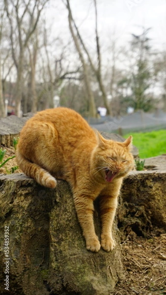 Obraz Yawning ginger cat stretching on a tree trunk in a natural park
