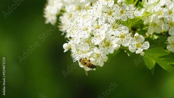 Obraz Bee collecting nectar on white blossoms in nature