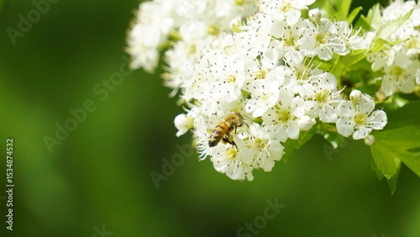 Obraz Bee collecting nectar on white blossoms in nature