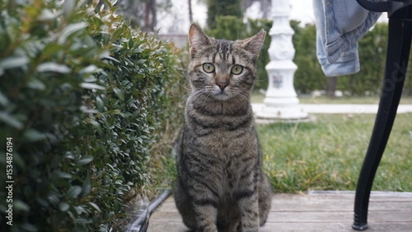 Obraz Portrait of a tabby cat with green eyes sitting on wooden floor outdoors